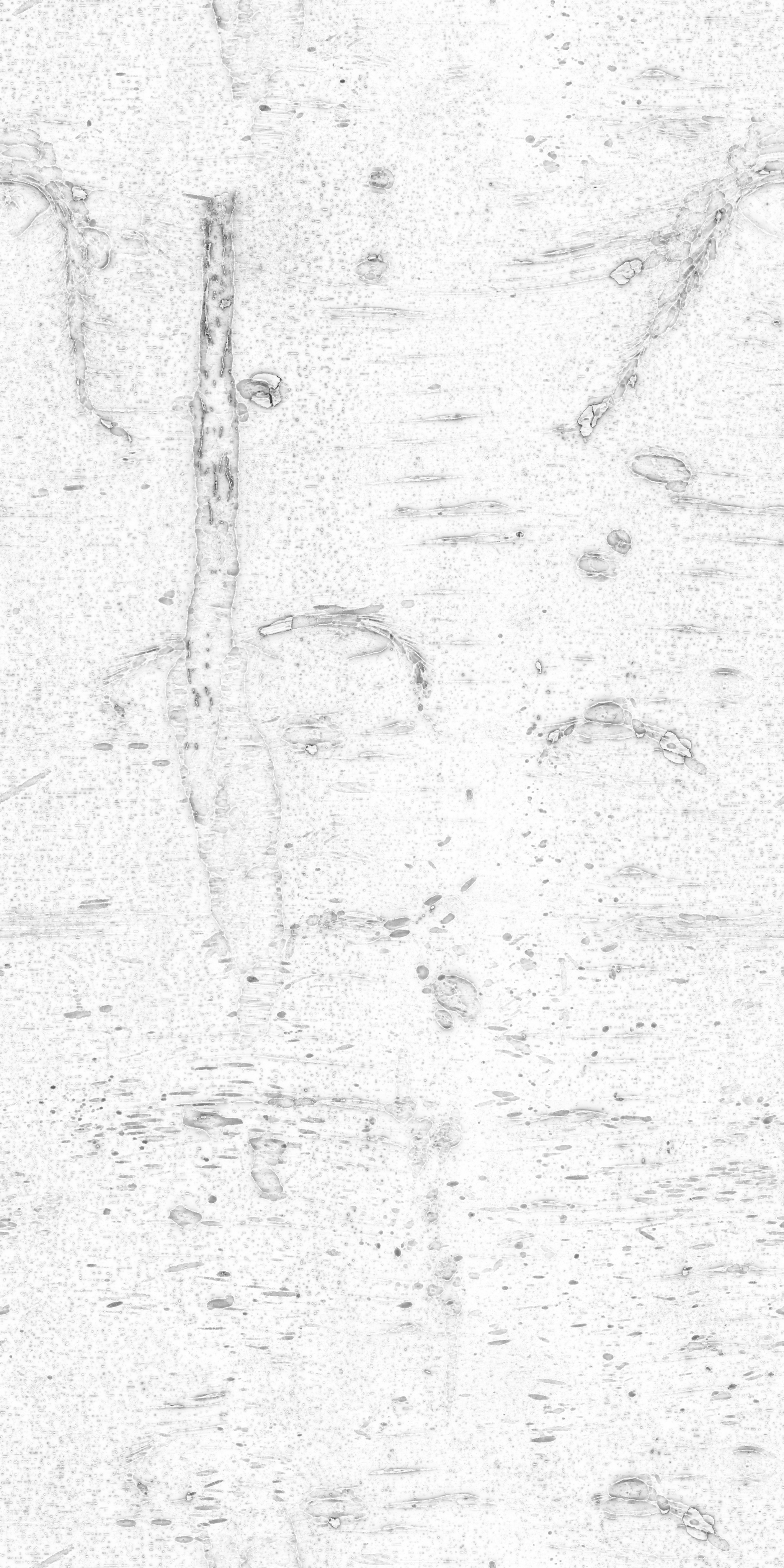 Chinese Hackberry Bark - Image 6