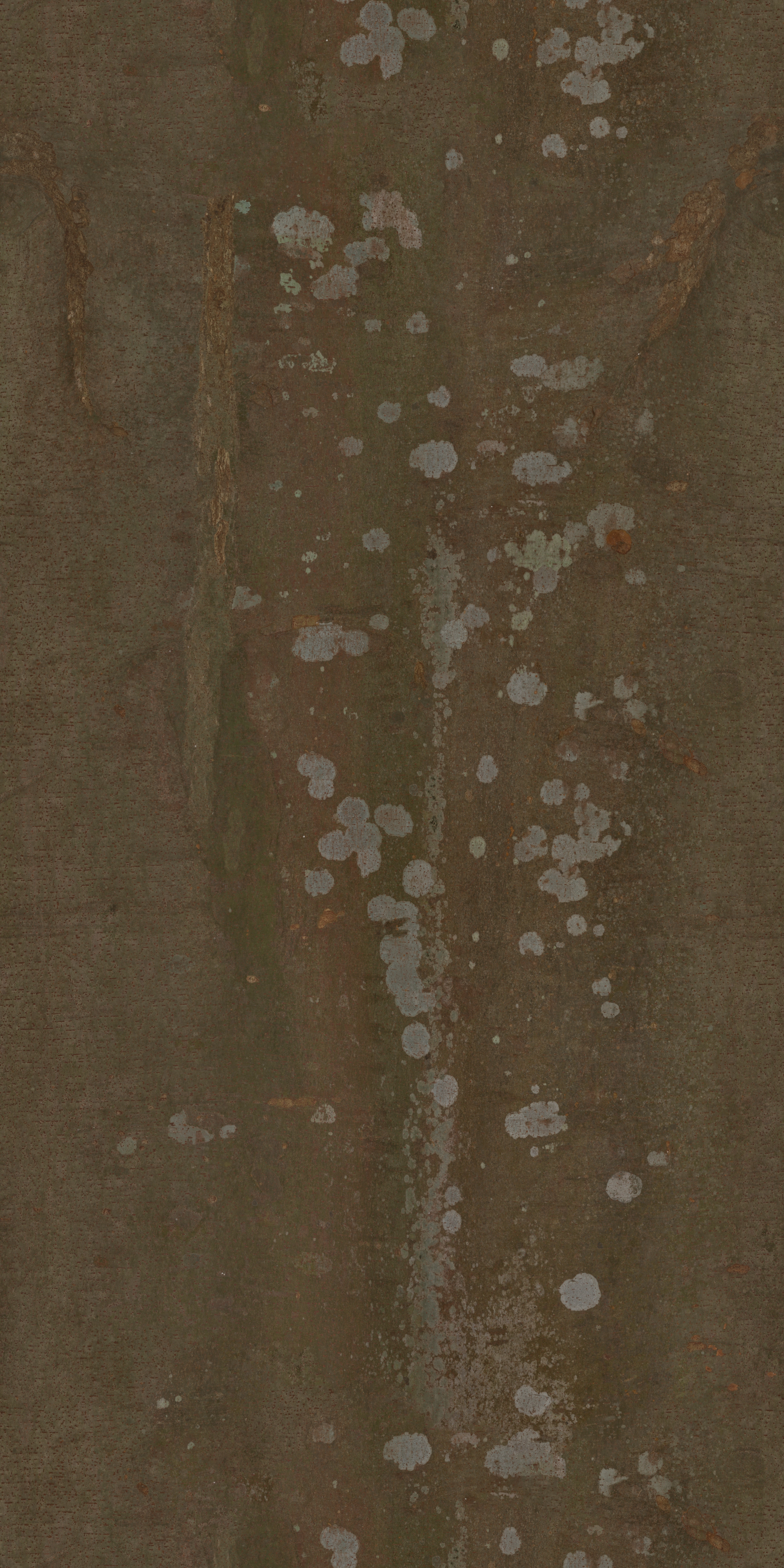 Chinese Hackberry Bark