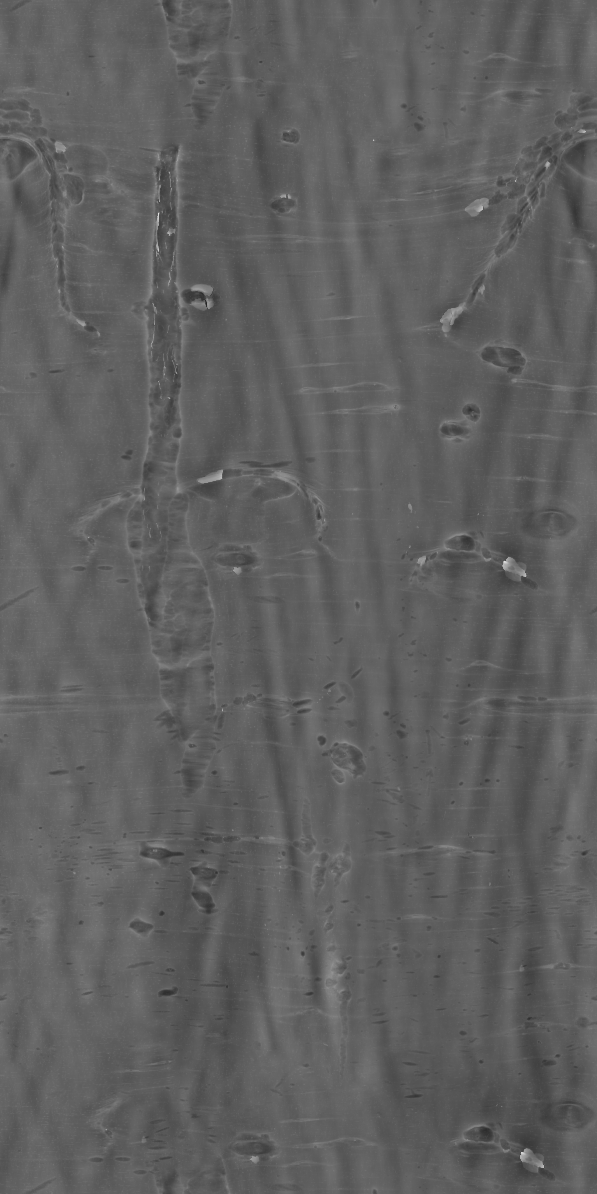 Chinese Hackberry Bark - Image 4