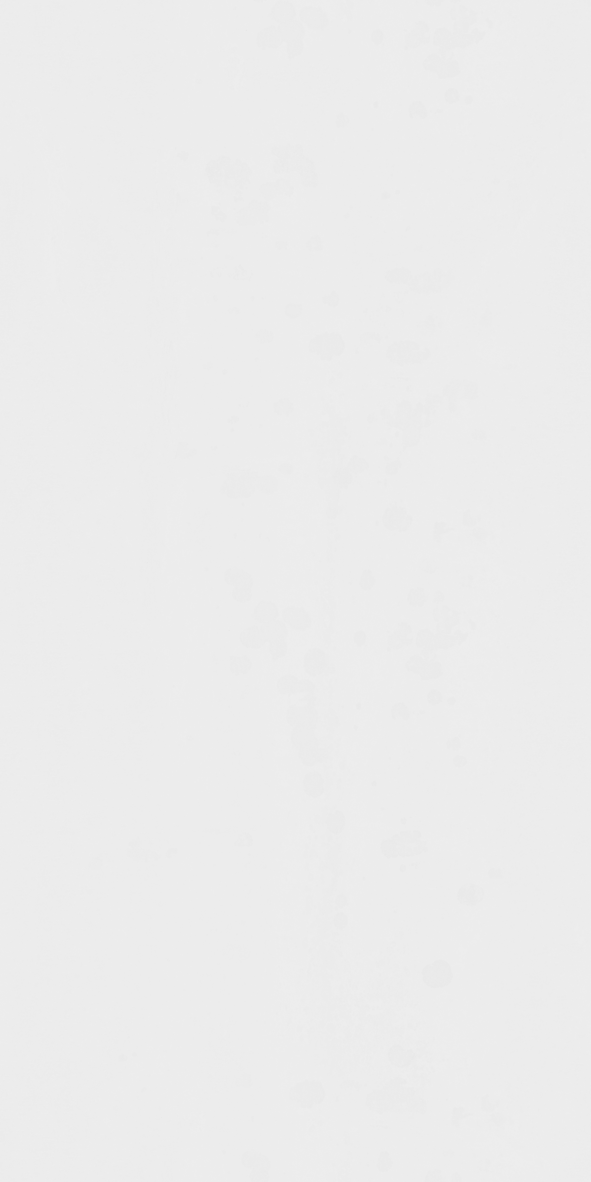 Chinese Hackberry Bark - Image 5