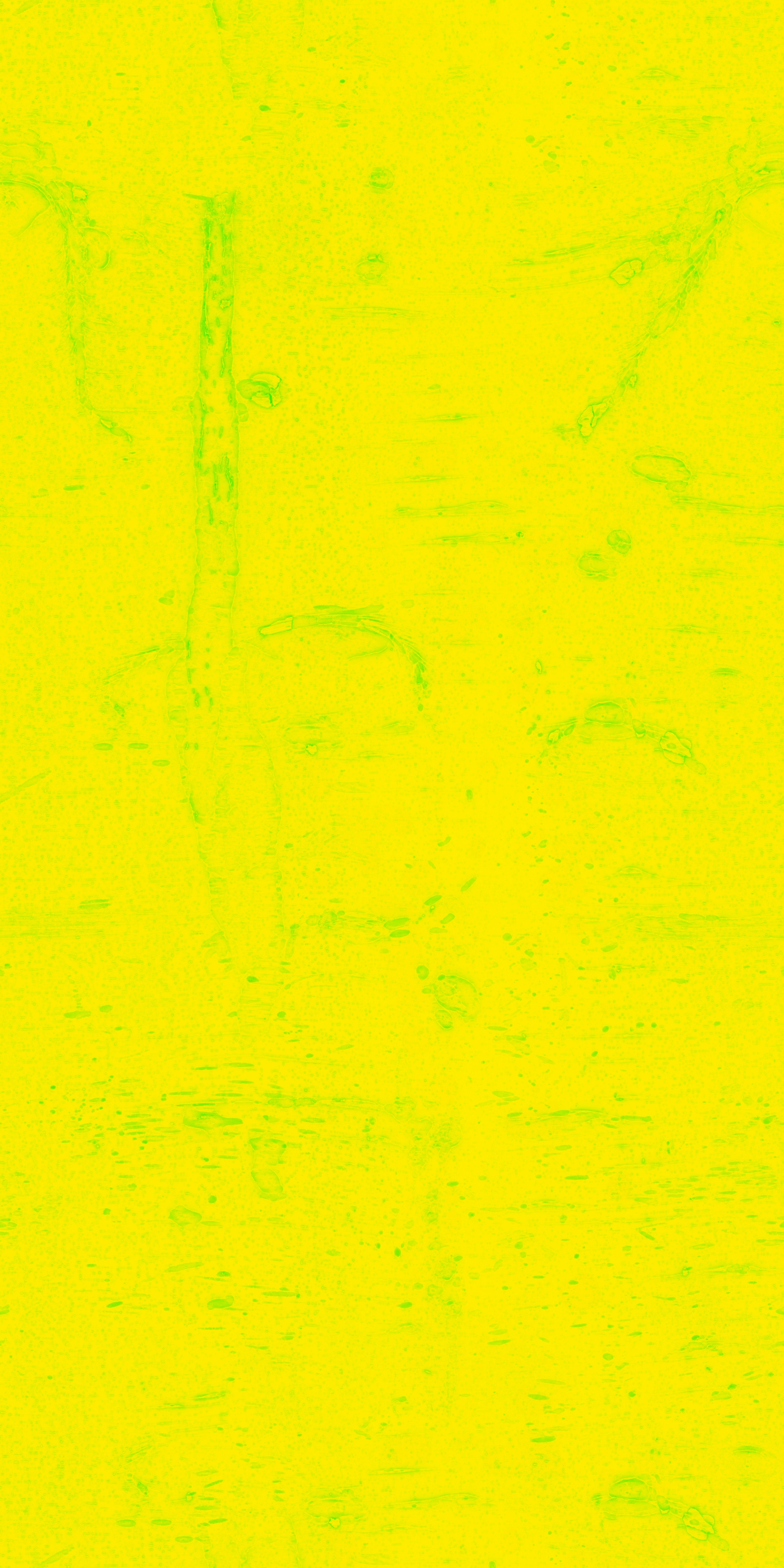 Chinese Hackberry Bark - Image 3