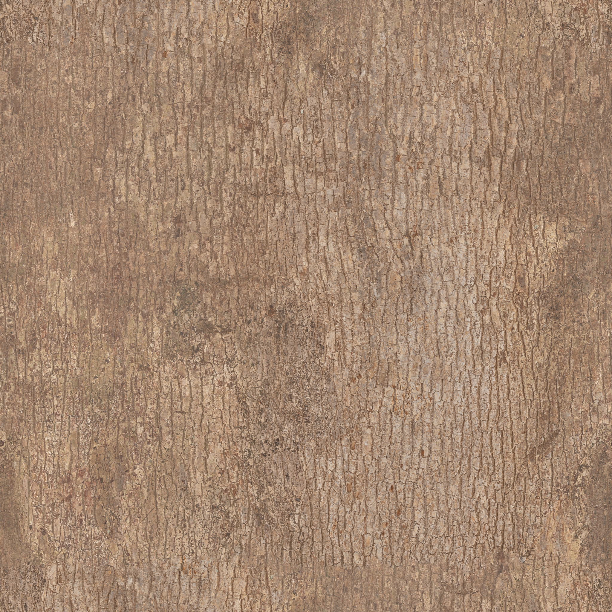 Japanese Camphor Bark