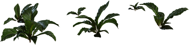 Anthurium Botany 01