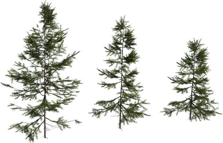 Fir Sapling Medium
