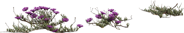 Leipoldtia Schultzei