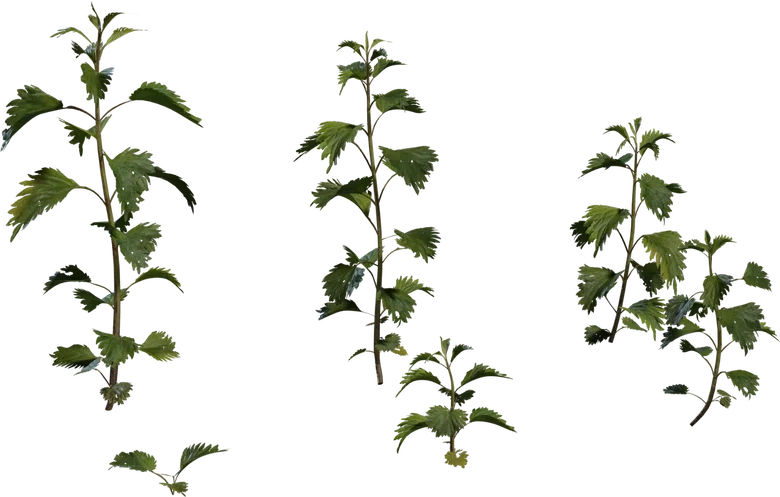 Nettle Plant